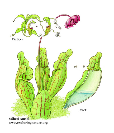 insectivorous-plants-facts-environment-for-kids-mocomi